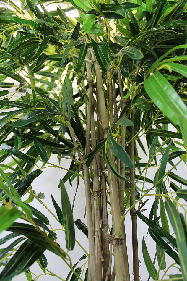 bambus immergrün ahrensburg Gelber Laufbambus - Phyllostachys aureosulcata aureocaulis main image 0