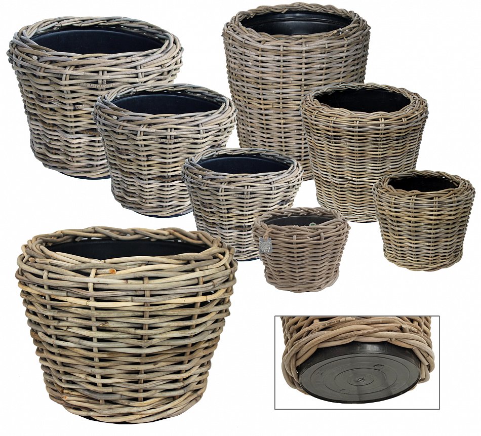 hydro pflanztpfe Hydro Ficus Amstel King Gold  Green Me Up